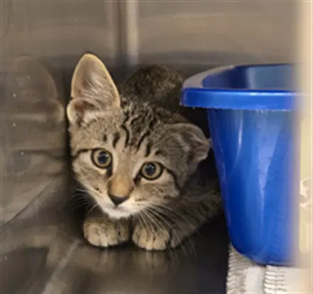 Elliot - Domestic Short Hair