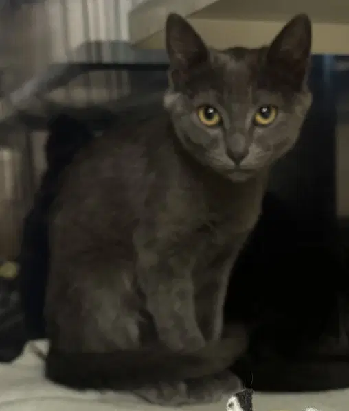 Eva - Domestic Medium Hair