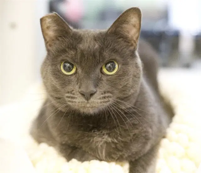 Little Bit - Domestic Short Hair