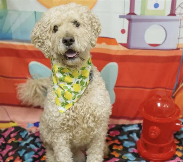 Jasper - Poodle (Standard)