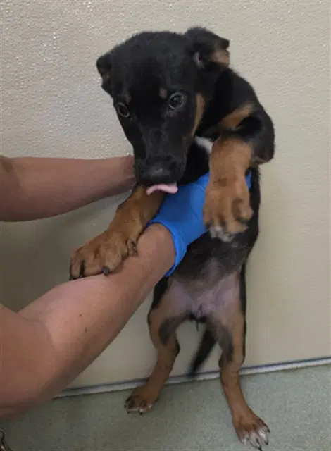 Unknown - German Shepherd Dog