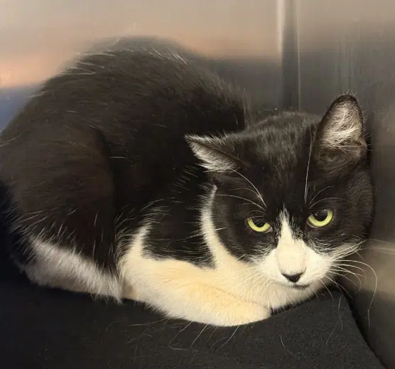 Shilo - Domestic Short Hair