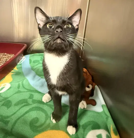 Scarlette - Domestic Short Hair