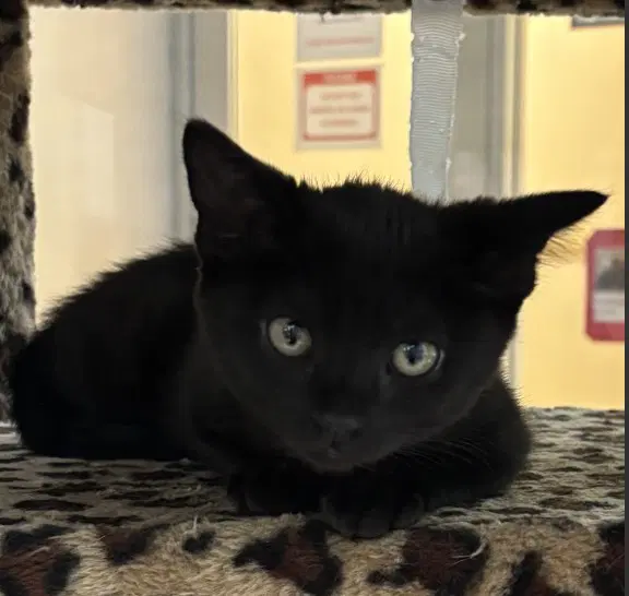 Brie - Domestic Short Hair