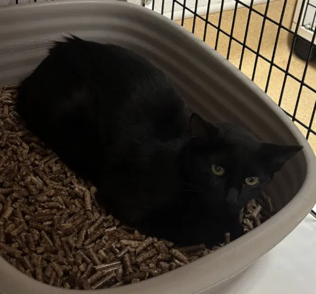 Tnr-Kissy - Domestic Short Hair