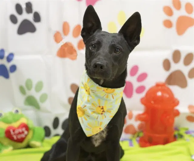 Stark - Australian Kelpie