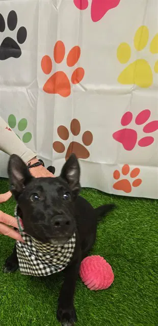 Unknown - Australian Kelpie