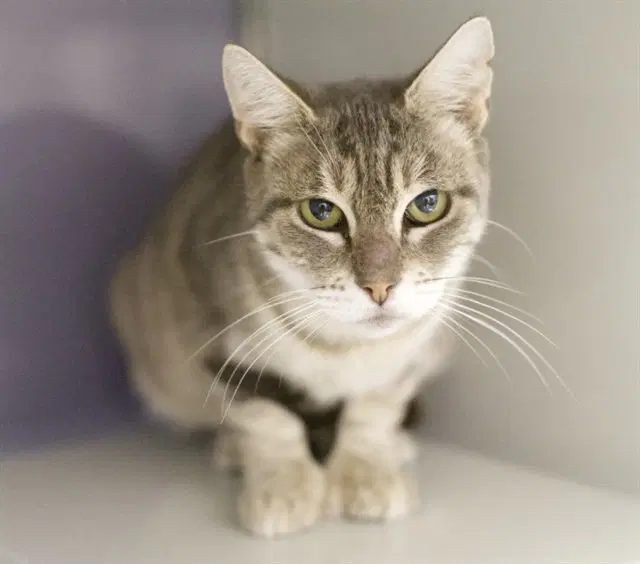Sadie - Domestic Short Hair