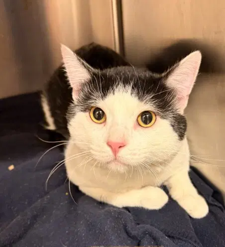 Poquito - Domestic Short Hair