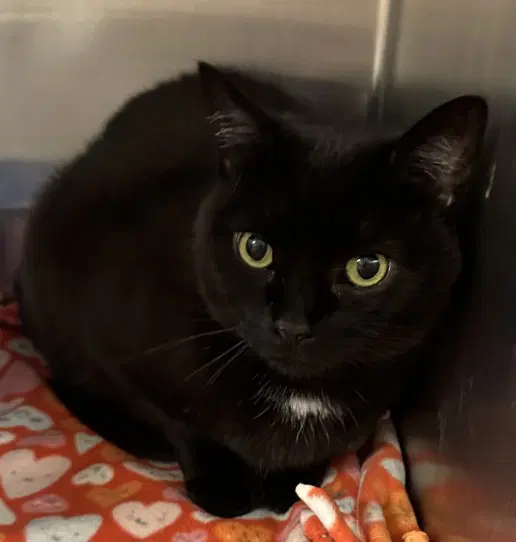 Venus - Domestic Short Hair