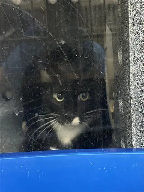 Tnr - Domestic Short Hair