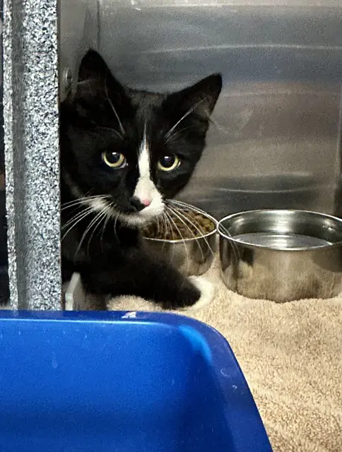 Tnr - Domestic Short Hair