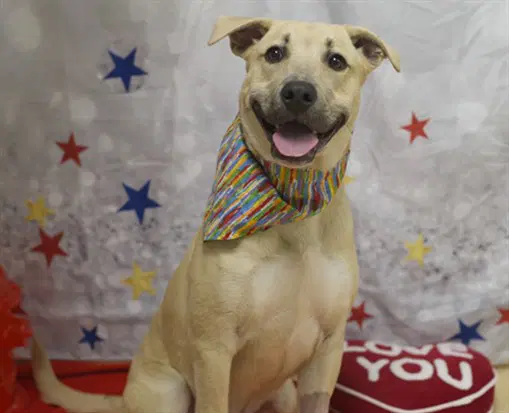Journey - Labrador Retriever