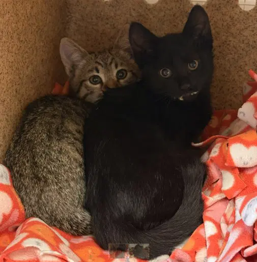Tnr-Noodle - Domestic Short Hair
