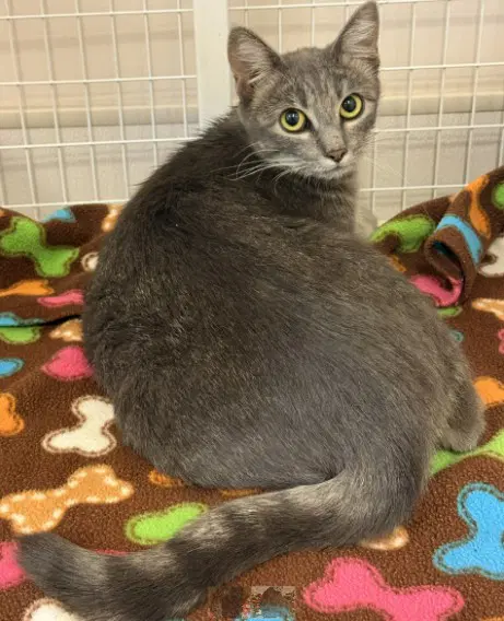 Tnr-Penne - Domestic Short Hair