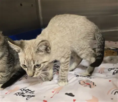 Lindsey - Domestic Short Hair