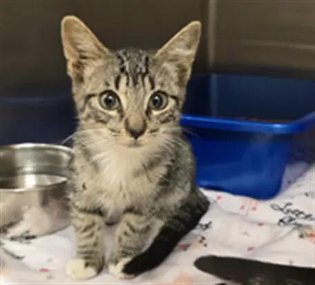 Porter - Domestic Short Hair
