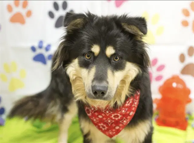 Emmett - Australian Shepherd