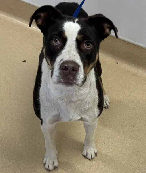 Patches - Border Collie