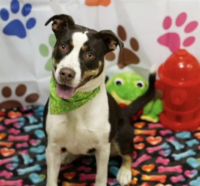 Patches - Border Collie