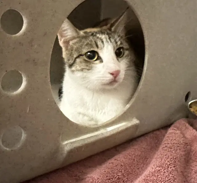 Tnr - Domestic Short Hair