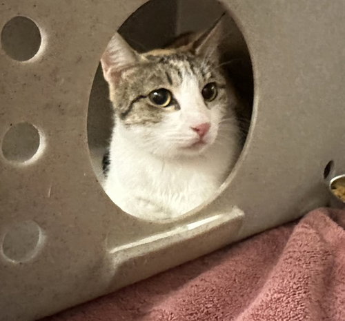 TNR-SCARLETTE, a cat for adoption from El Dorado County Animal Services - Placerville