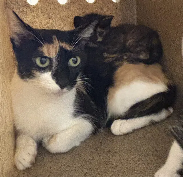 Tnr-Bubbles - Domestic Short Hair