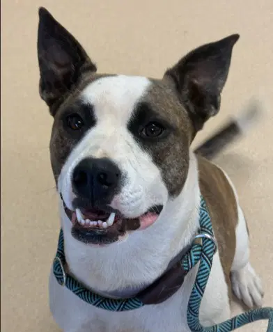 Cardi - American Staffordshire Terrier