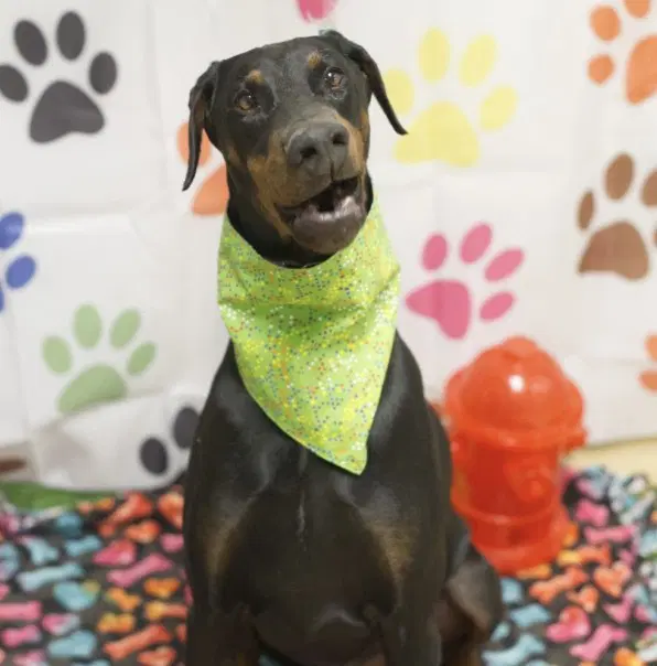 Rocky - Doberman Pinscher