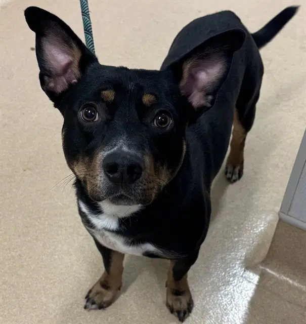 Odie - American Pit Bull Terrier
