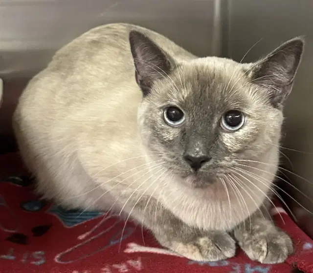 Luna - Domestic Short Hair