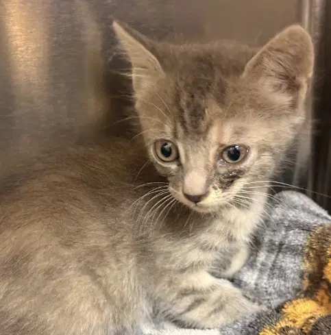 Pebbles - Domestic Short Hair