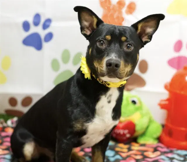 Odie - American Pit Bull Terrier
