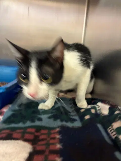 Sissy - Domestic Short Hair