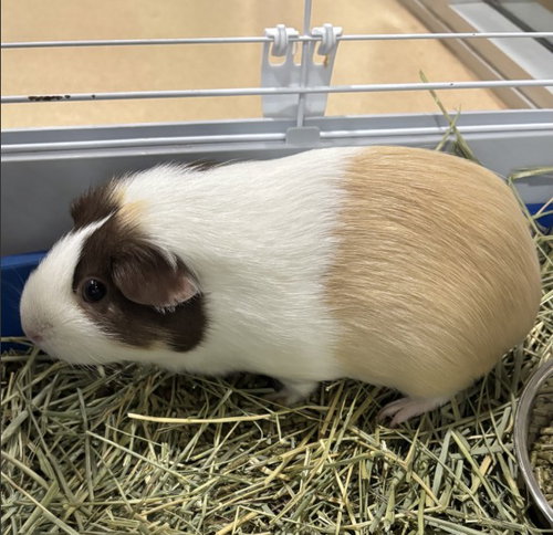 COOKIE DOUGH, a guinea pig for adoption from El Dorado County Animal Services - Placerville