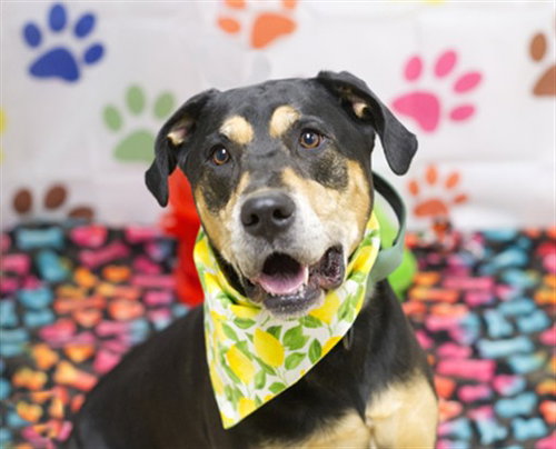 SADIE, a dog for adoption from El Dorado County Animal Services - Placerville