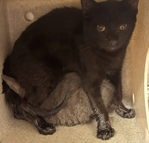 TNR, a cat for adoption from El Dorado County Animal Services - Placerville