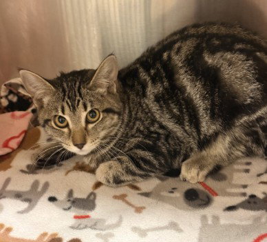 CHERRY, a cat for adoption from El Dorado County Animal Services - Placerville