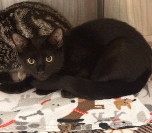 PEPPER, a cat for adoption from El Dorado County Animal Services - Placerville