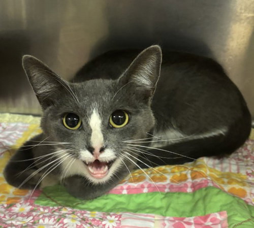 ELWOOD, a cat for adoption from El Dorado County Animal Services - Placerville