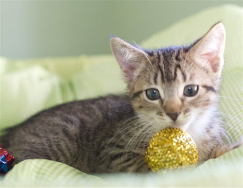 MELODY, a cat for adoption from El Dorado County Animal Services - Placerville
