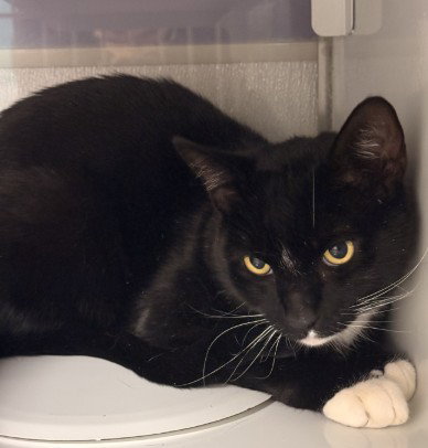 MR. TUXEDO, a cat for adoption from El Dorado County Animal Services - Placerville