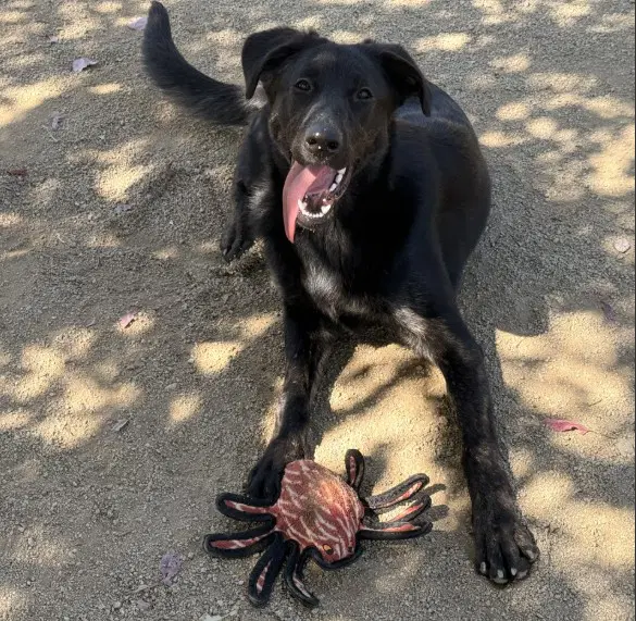 Plum - Labrador/Dutch Shepherd
