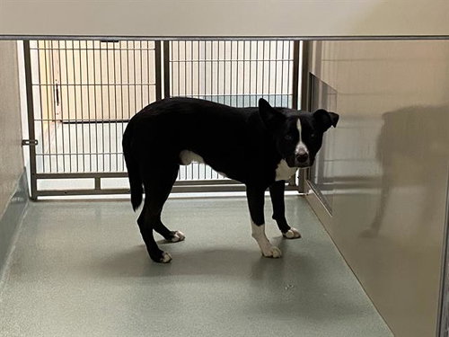 SEMPER, a dog for adoption from El Dorado County Animal Services - Placerville