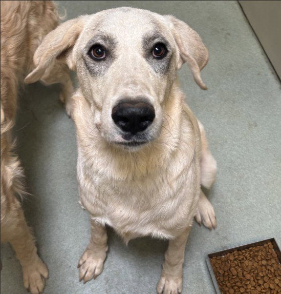 Minnie, Anatolian Shepherd