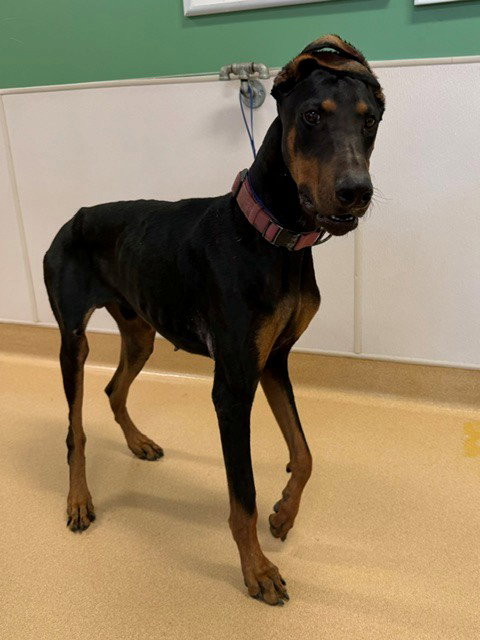 Rango, Doberman Pinscher