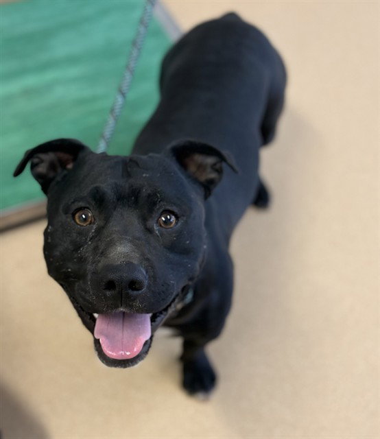 Scamp, Pit Bull Terrier