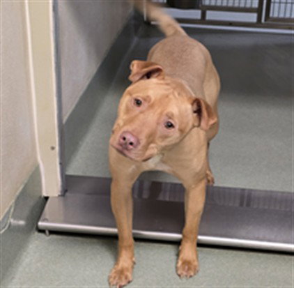 Marley, American Staffordshire Terrier