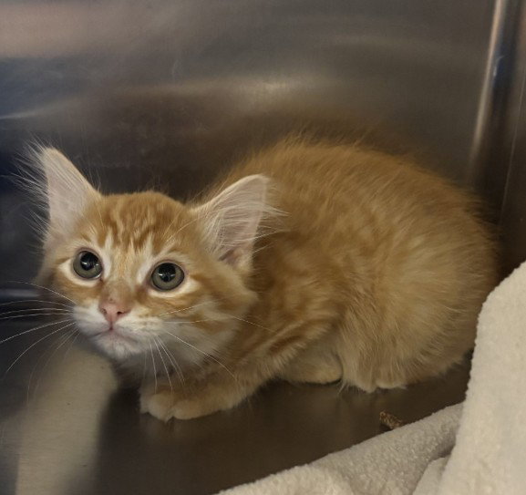 Tnr-Mango, Domestic Short Hair