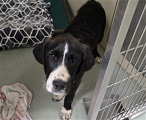 Huey, Great Dane